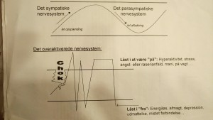 Oversigt over et velfungerende og et overaktiveret nervesystem