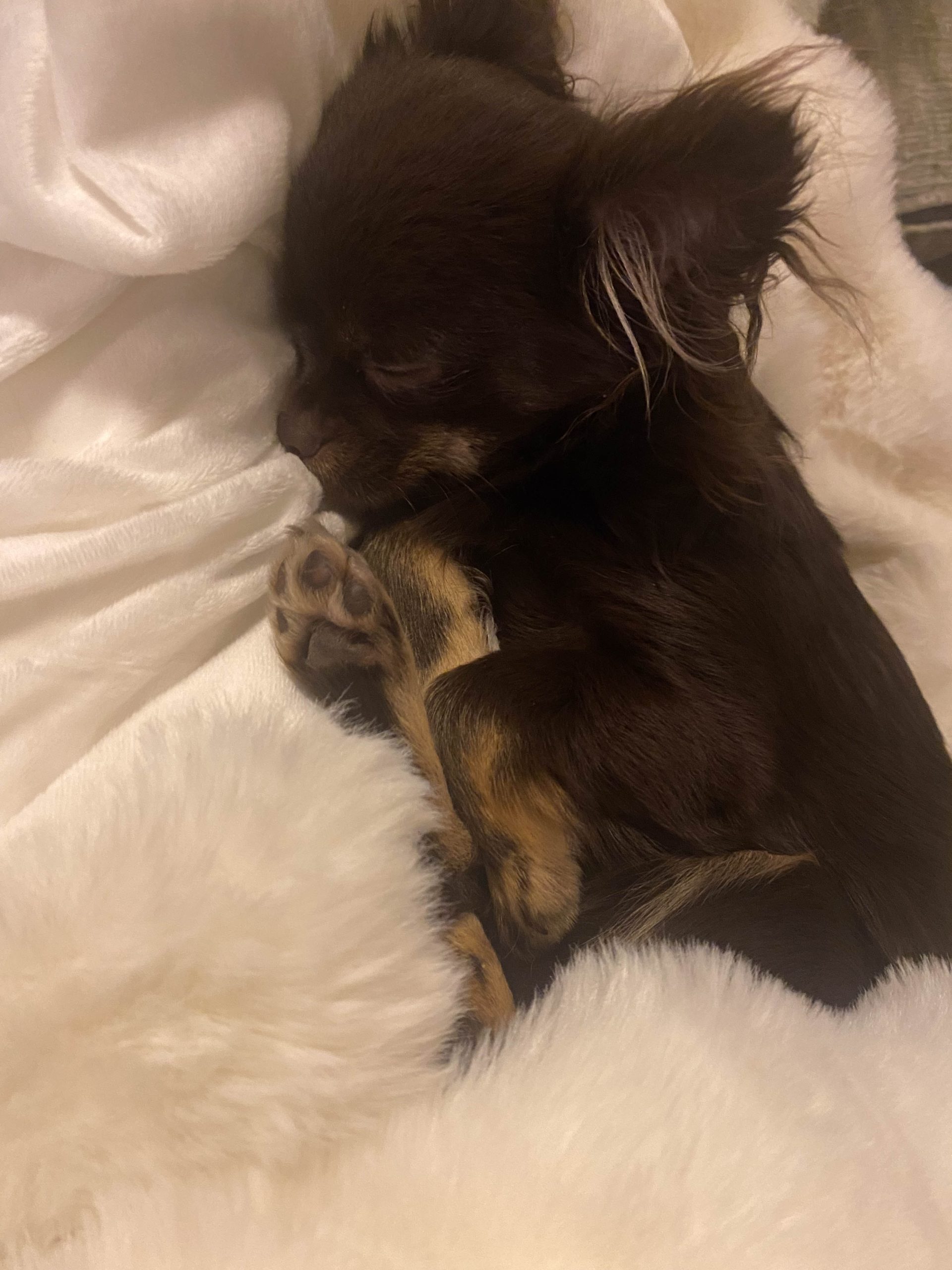 Dog sleeping on a blanket.