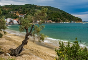 Olive Tree hiding Platanias