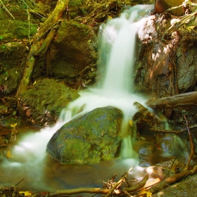 Little Creek in Magic Forest