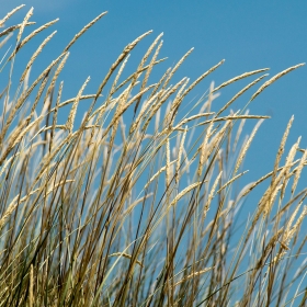 Skiathos - Some nice gras at Elias Beach