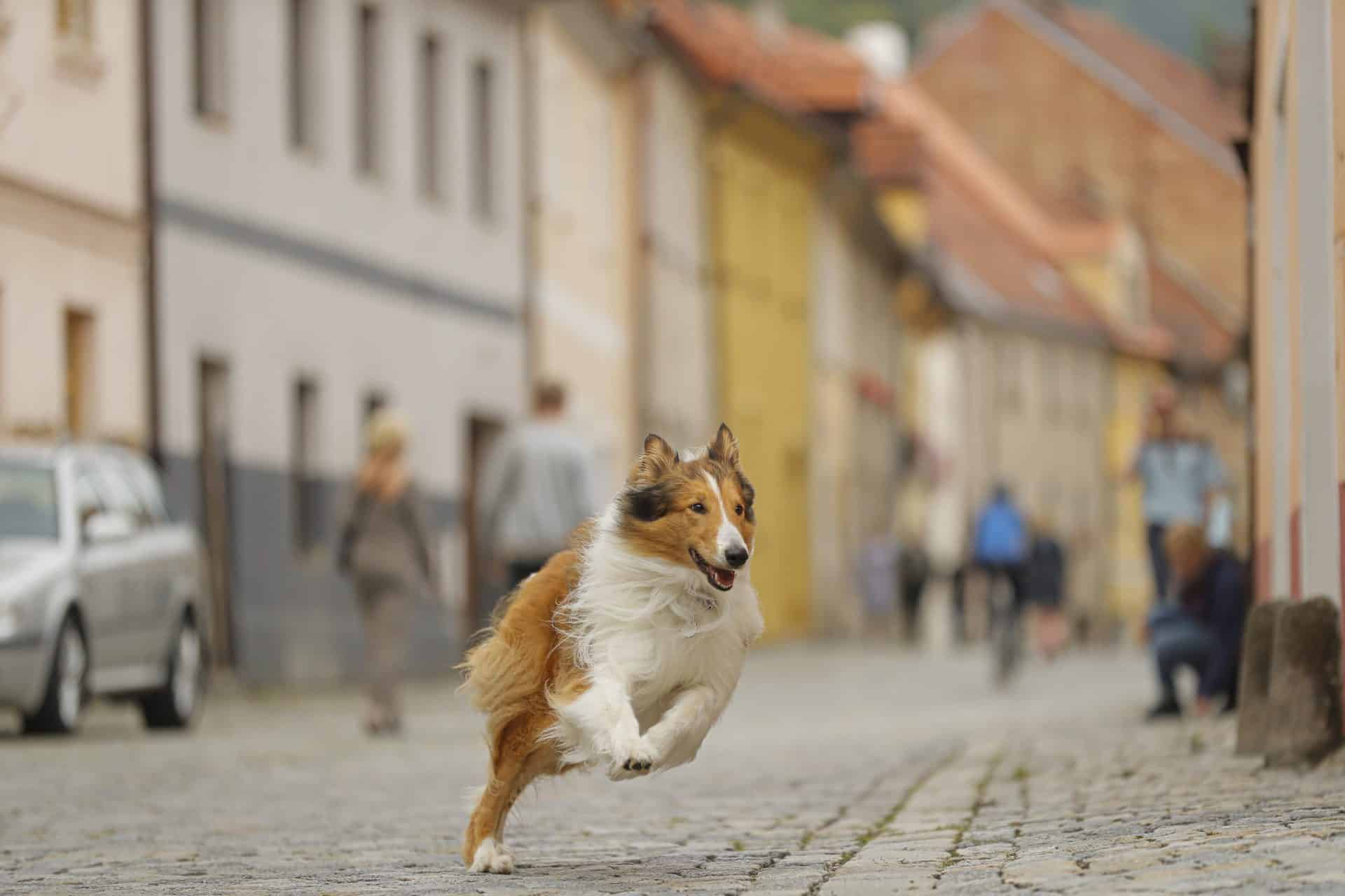 Lassie kommer hjem