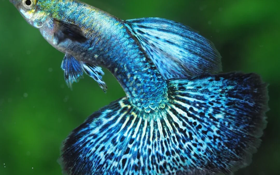 Guppy (Poecilia reticulata)