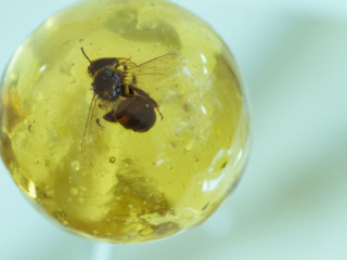 Sugarcoating Lollipop object containing a bee