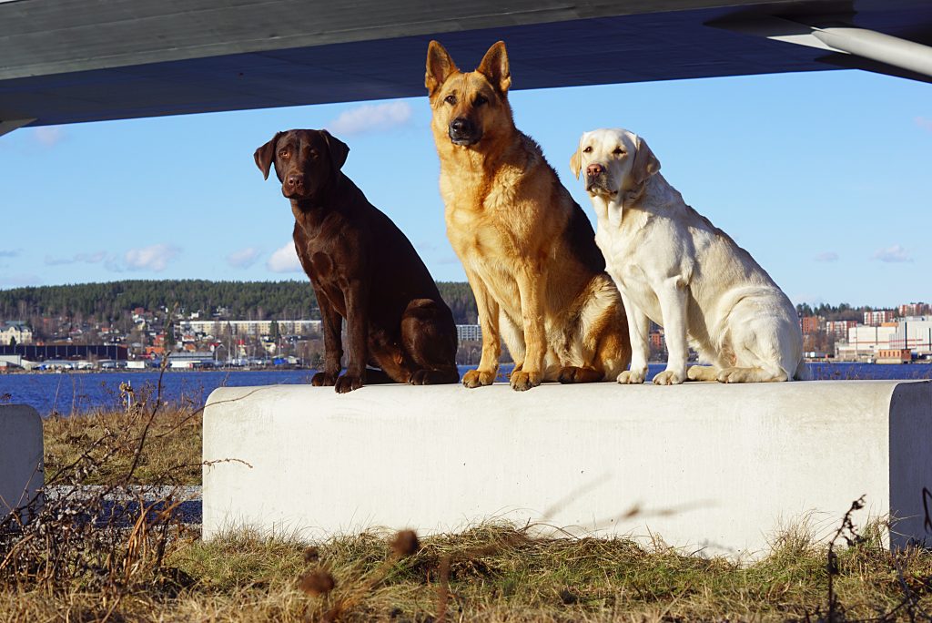 Labrador uppfödare