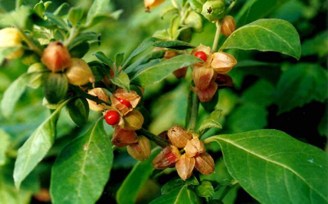 ashwaganda
