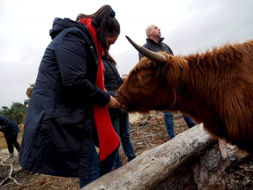 crole natuurrund limousin koeien