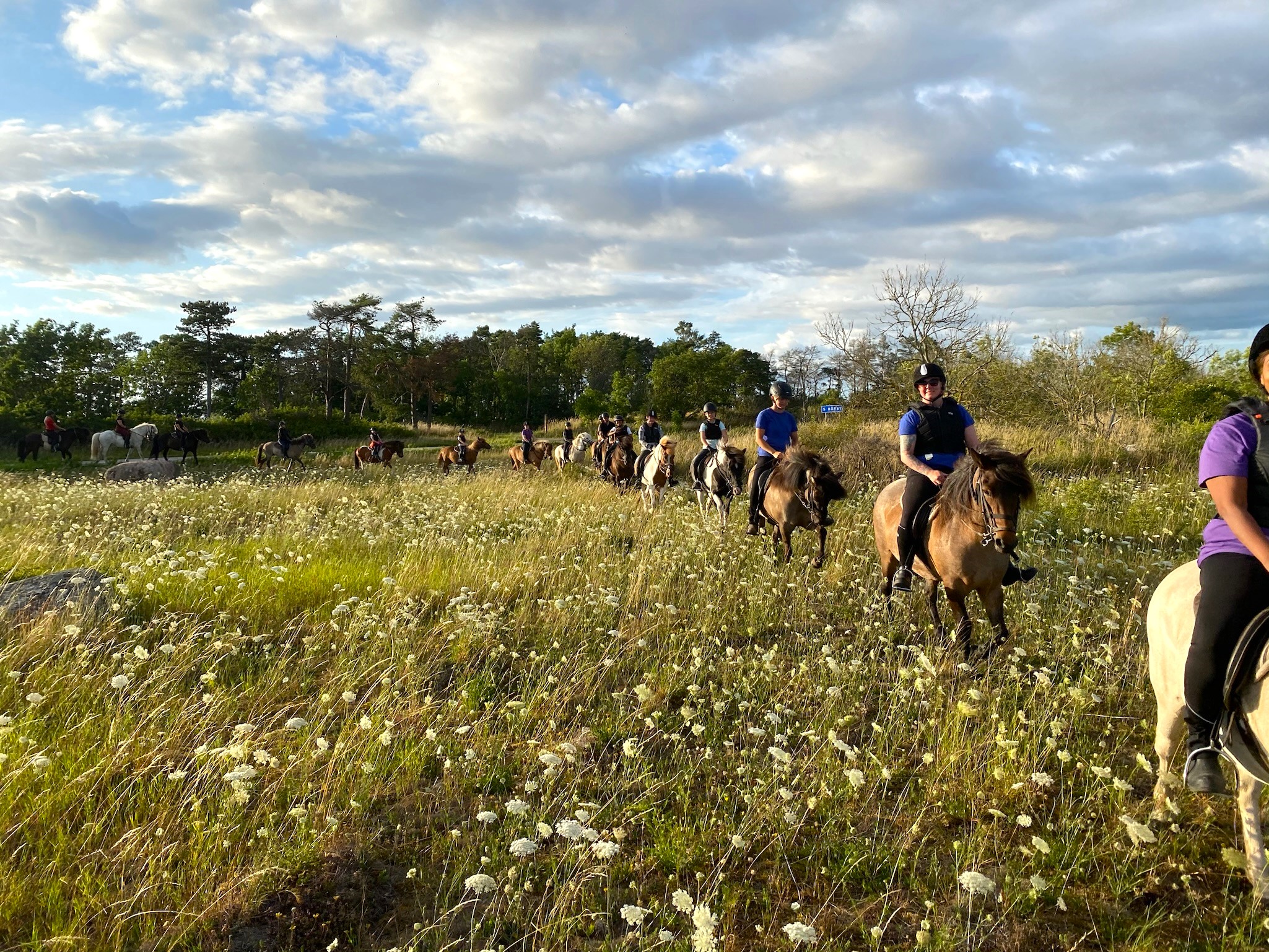 Ryttare på turridning på Öland rider genom blommor och gräs i solnedgången