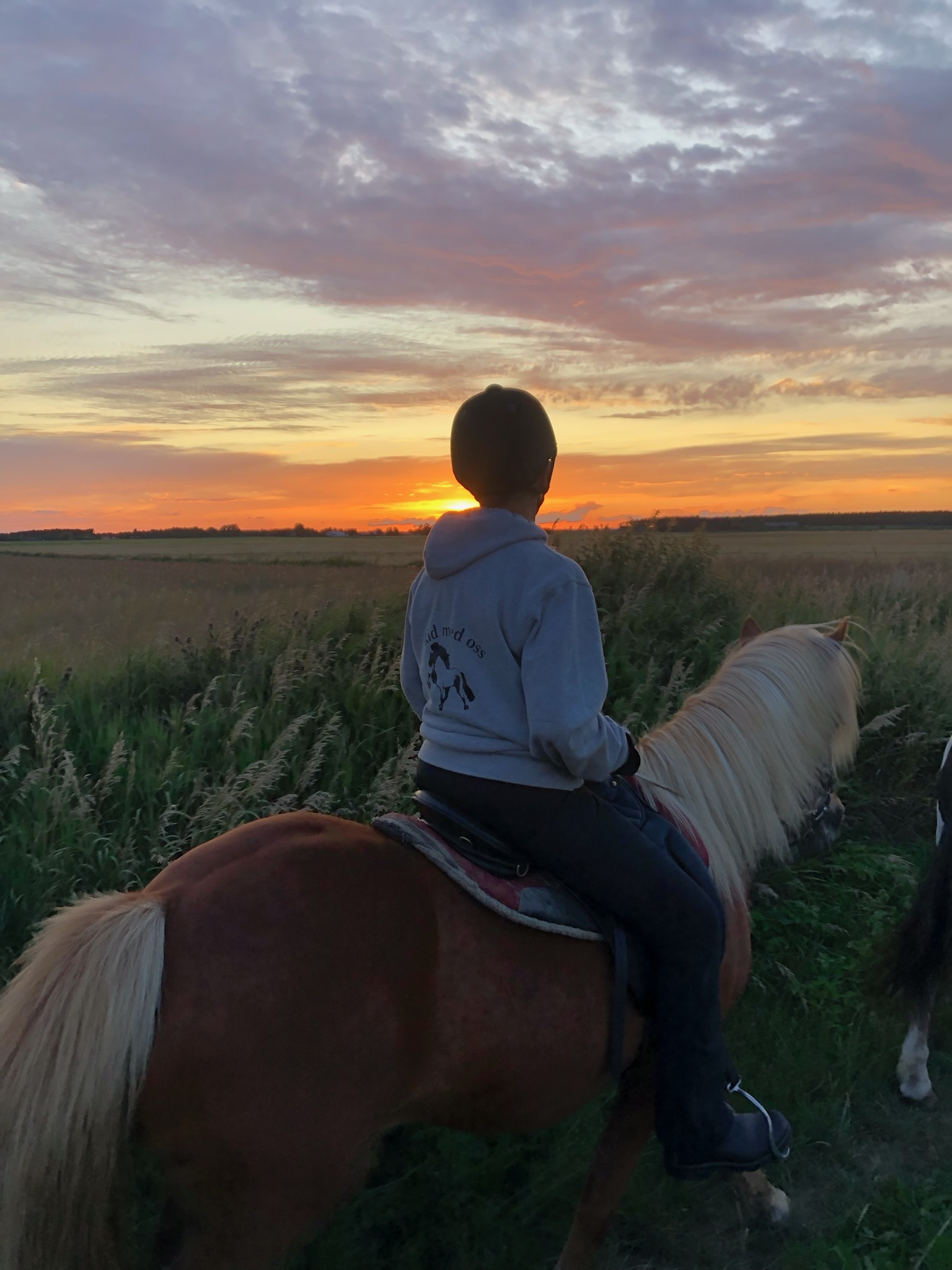 Ryttare med Kvarnbackatröja rider Islandshäst i solnedgången på Öland