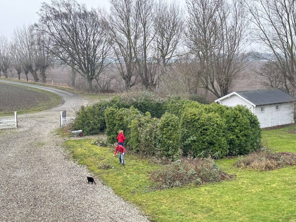 Arbeit in der Buxbaumhecke, die Brombeeren müssen weg