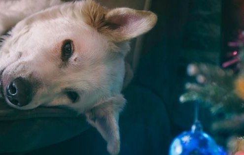 Help mijn hond is bang voor harde geluiden