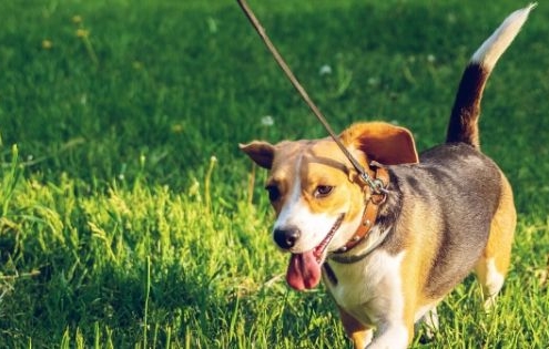 Lichaamstaal van de hond, wat vertelt de kwispel