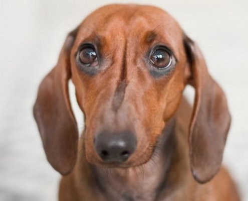 Hoe herken je stress bij je hond