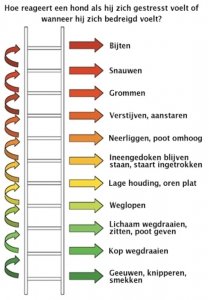 Stressladder van je hond