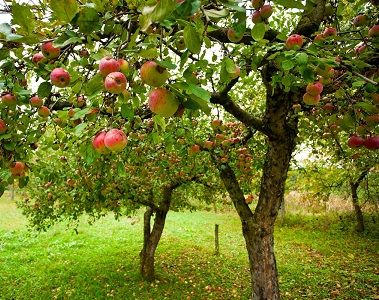 Pépinière Nimes Arbres Fruitiers