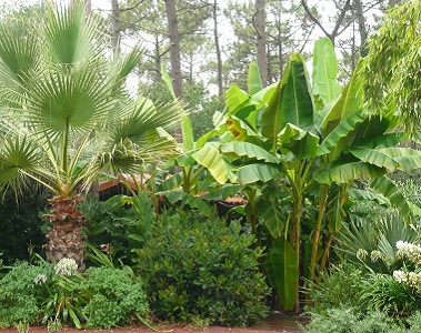 Pépinière Nimes Plantes Exotiques