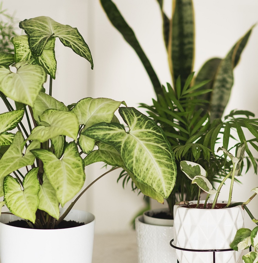 Plantes d'intérieur pépinière Nimes