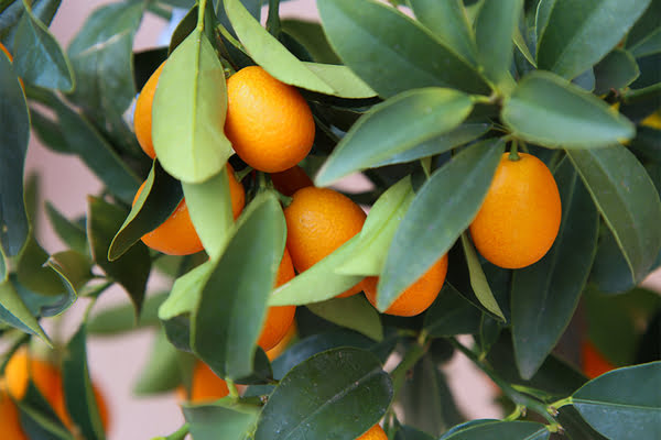 KUMQUAT PEPINIERE SUD JARDIN