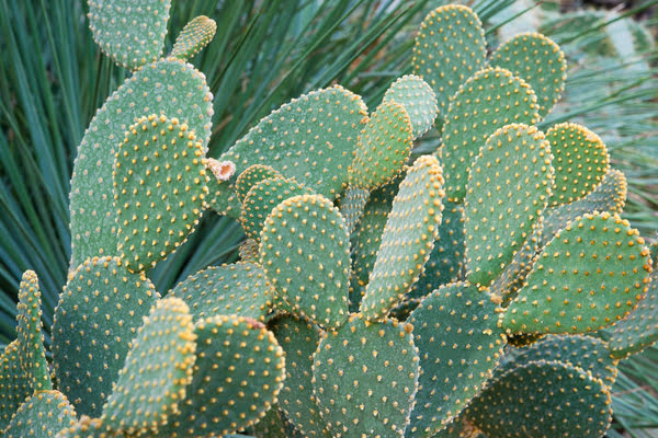 CACTUS OPUNTIA NIMES