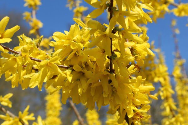 FORSYTHIA ST LAURENT D'AIGOUZE