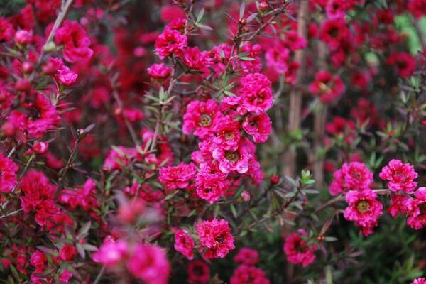 LEPTOSPERMUM PEPINIERE SUD JARDIN