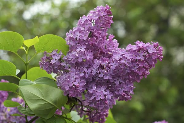 LILAS ST LAURENT D'AIGOUZE