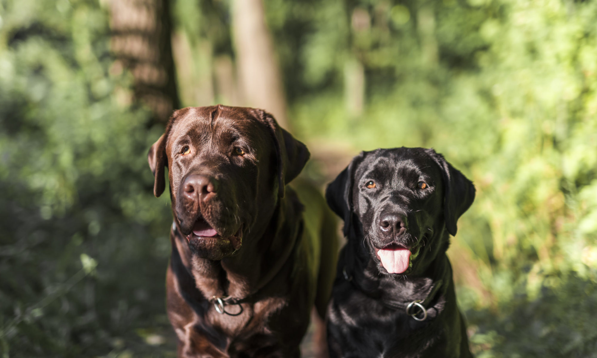 Labradorklubben Västerbotten