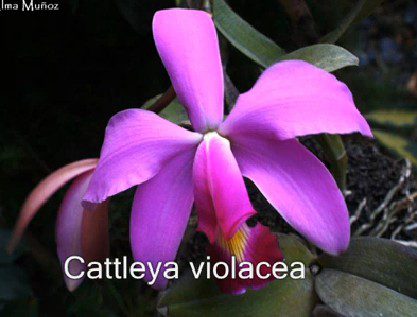 cattleya violacea