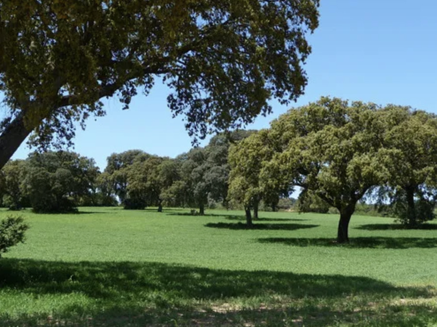 Áreas recreativas o descanso