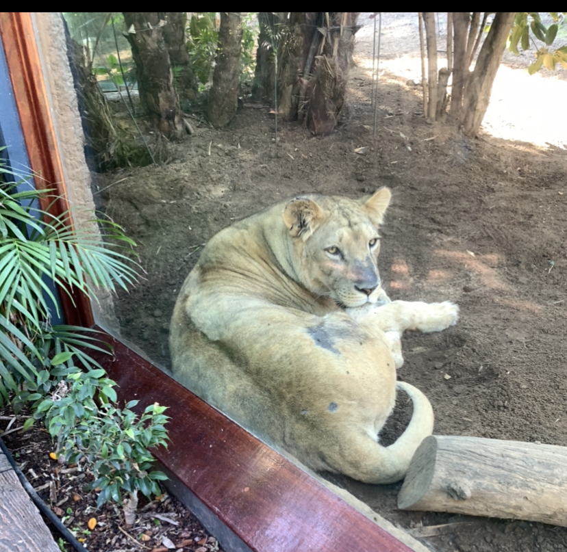 Loro Parque