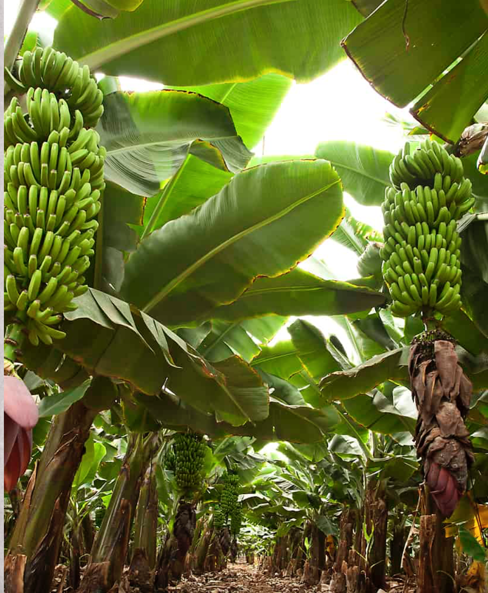 Bananenplantage Las Margaritas
