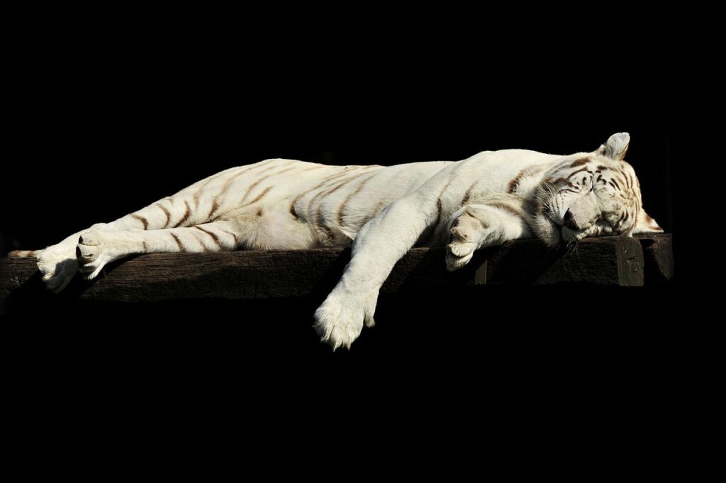 en vit tiger som sover