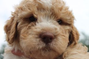 Lagotto Romagnolo Amber