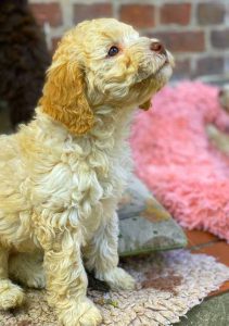 Lagotto Romagnolo Welpe