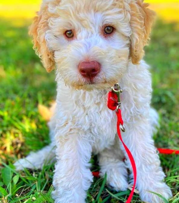 Ein Lagotto Romagnolo Welpe zieht ein