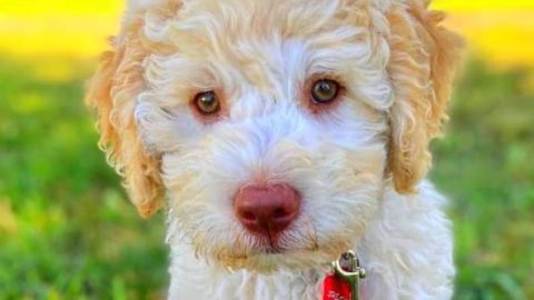 Lagotto Romagnolo