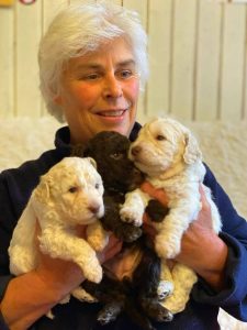 Lagotto Romagnolo Welpen