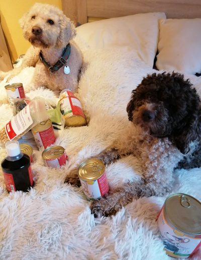 im Bett mit Futter, Lagotto Romagnolo