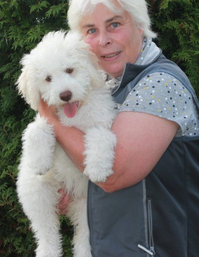 Lagotto Romagnolo Cleo 10 Wochen