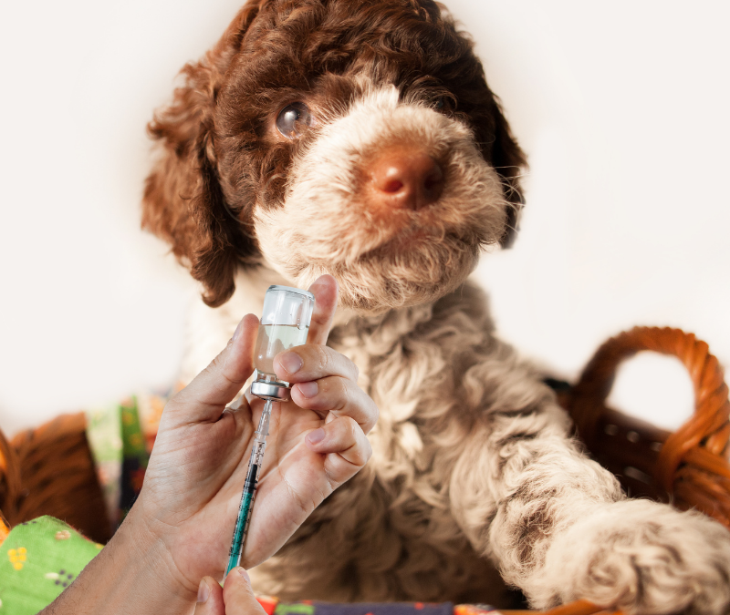 Welpenimpfungen beim Lagotto Romagnolo