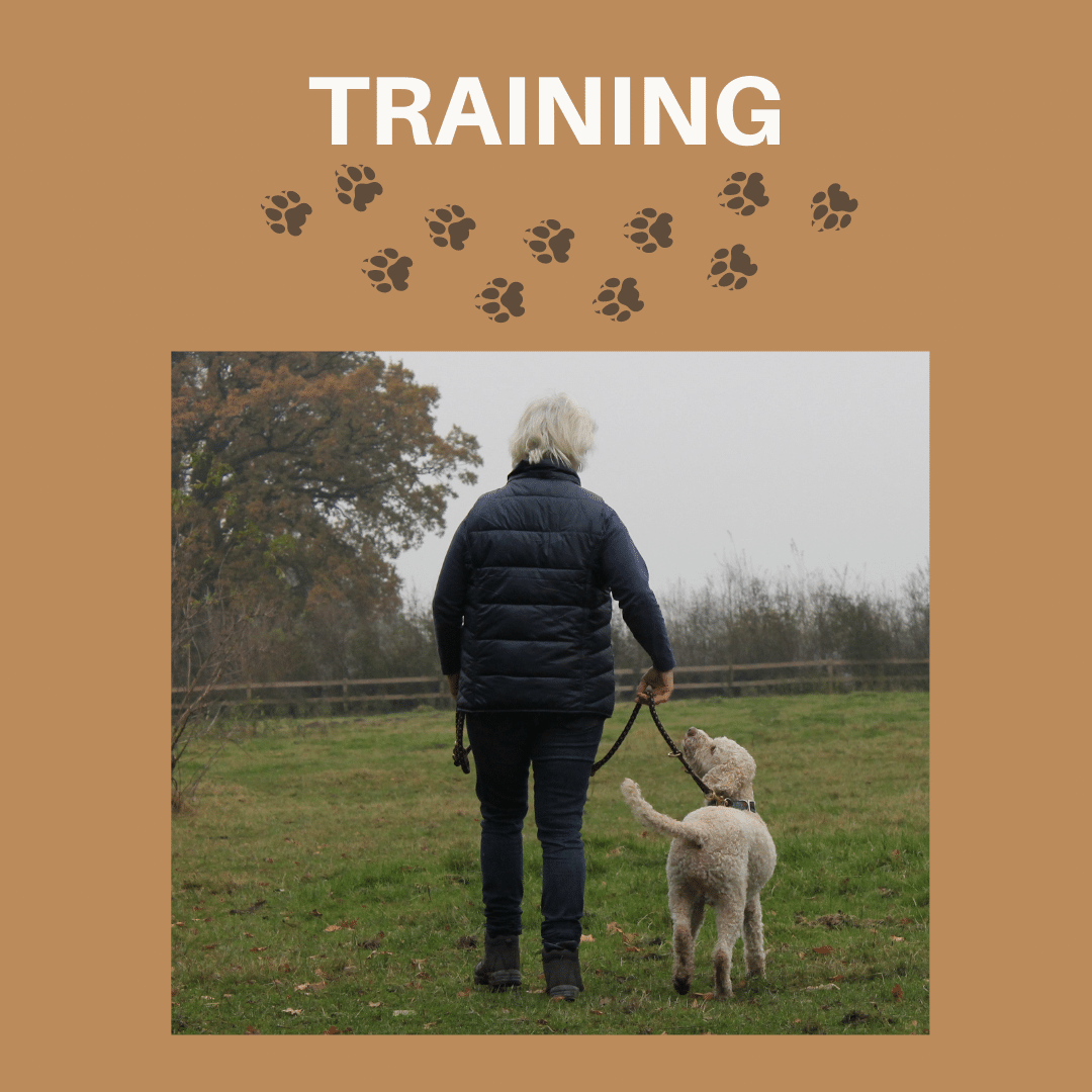 Hundetraining