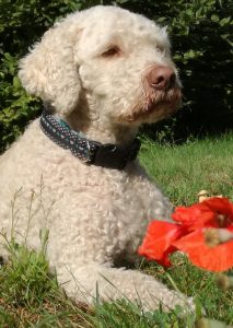 Lagotto Romagnolo