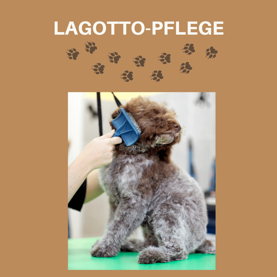 Pflegezubehör für Lagotto Romagnolo