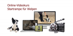 Onlinekurs zum Welpentraining