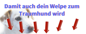 Vom Welpen zum Traumhund