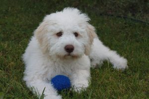 Lagotto Romagnolo gesund