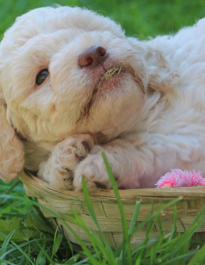 Gesunder Lagotto Romagnolo Welpe