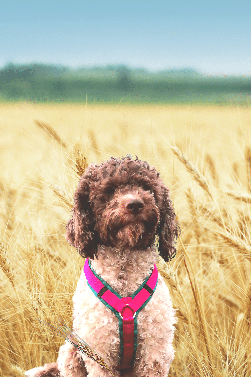 Gefahr für Hunde Grannen Lagotto Romagnolo Vom Tietenhof