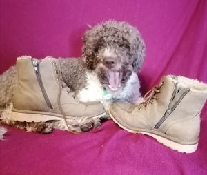 Lagotto Romagnolo Charakter