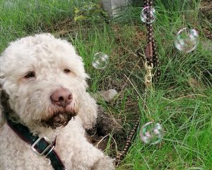 Lagotto Romagnolo Sprüche